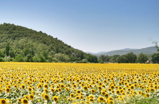 Sunflower fields in the Niccone Valley, Umbria Italy